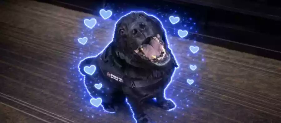 Meet $Zephyr aka Bed Bug Dog.

He is going giga viral all over X rn.

700 posts, millions of views.

x.com/i/trending/201…