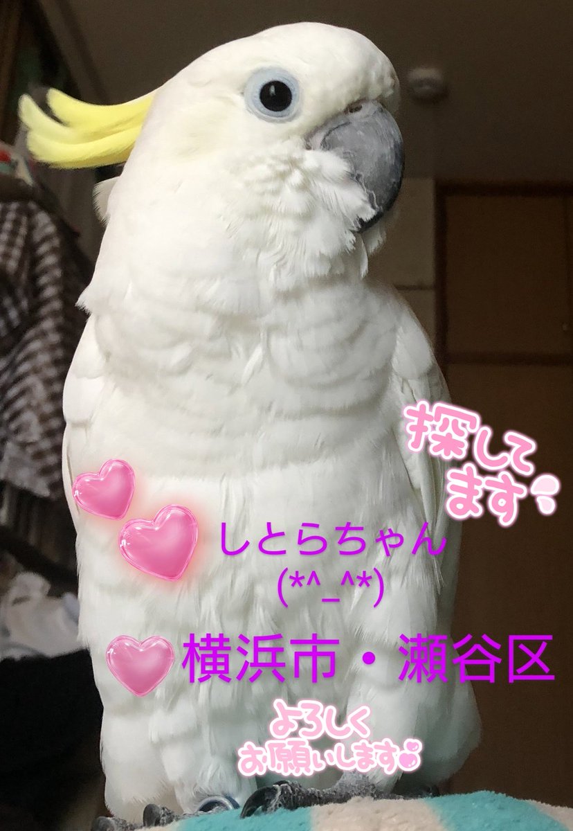 #神奈川県  #横浜市瀬谷区
#キバタン
#しとらちゃん✨
どこかで保護された方はいらっしゃいませんか？
飼い主様可愛いい✨しとらちゃんの帰りを待っています。
大切な家族です(*^_^*)
諦めていません!!
可愛いい✨しとらちゃんが1日でも早く飼い主様と繋がりますように🍀
皆様のご協力お願いします🙏