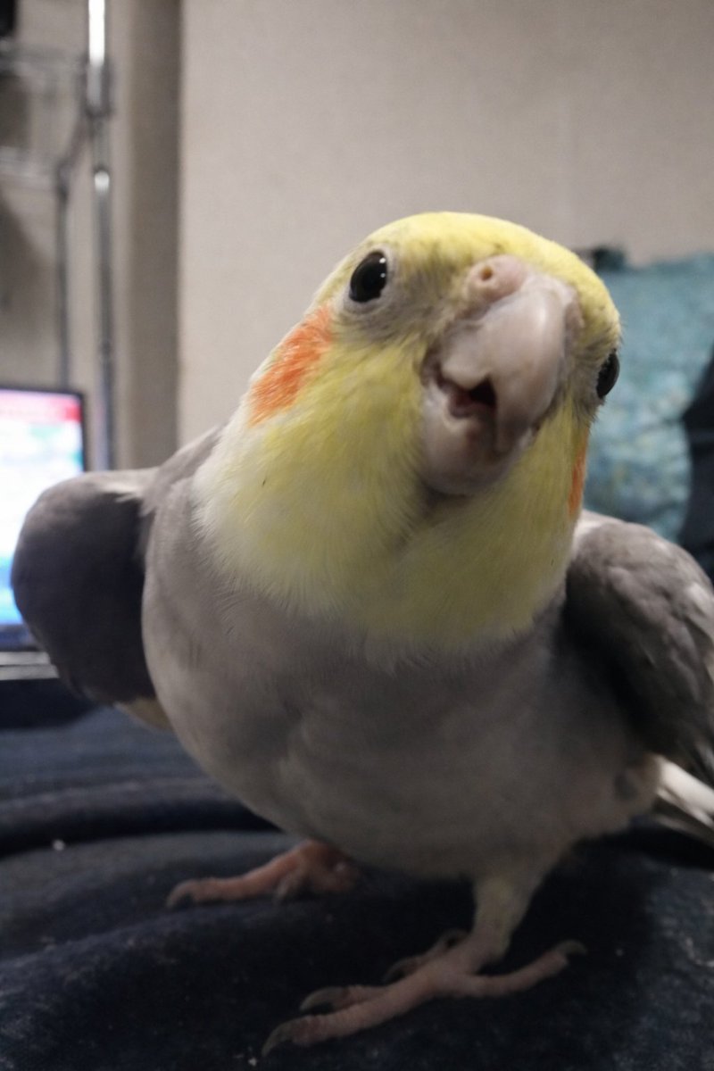 おはようございます。早起きした皆様にゼロスのチュウをお届けいたします。