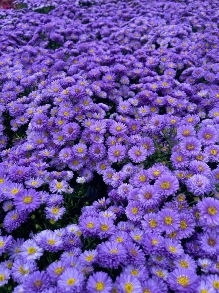 violettweets_'s tweet image. 