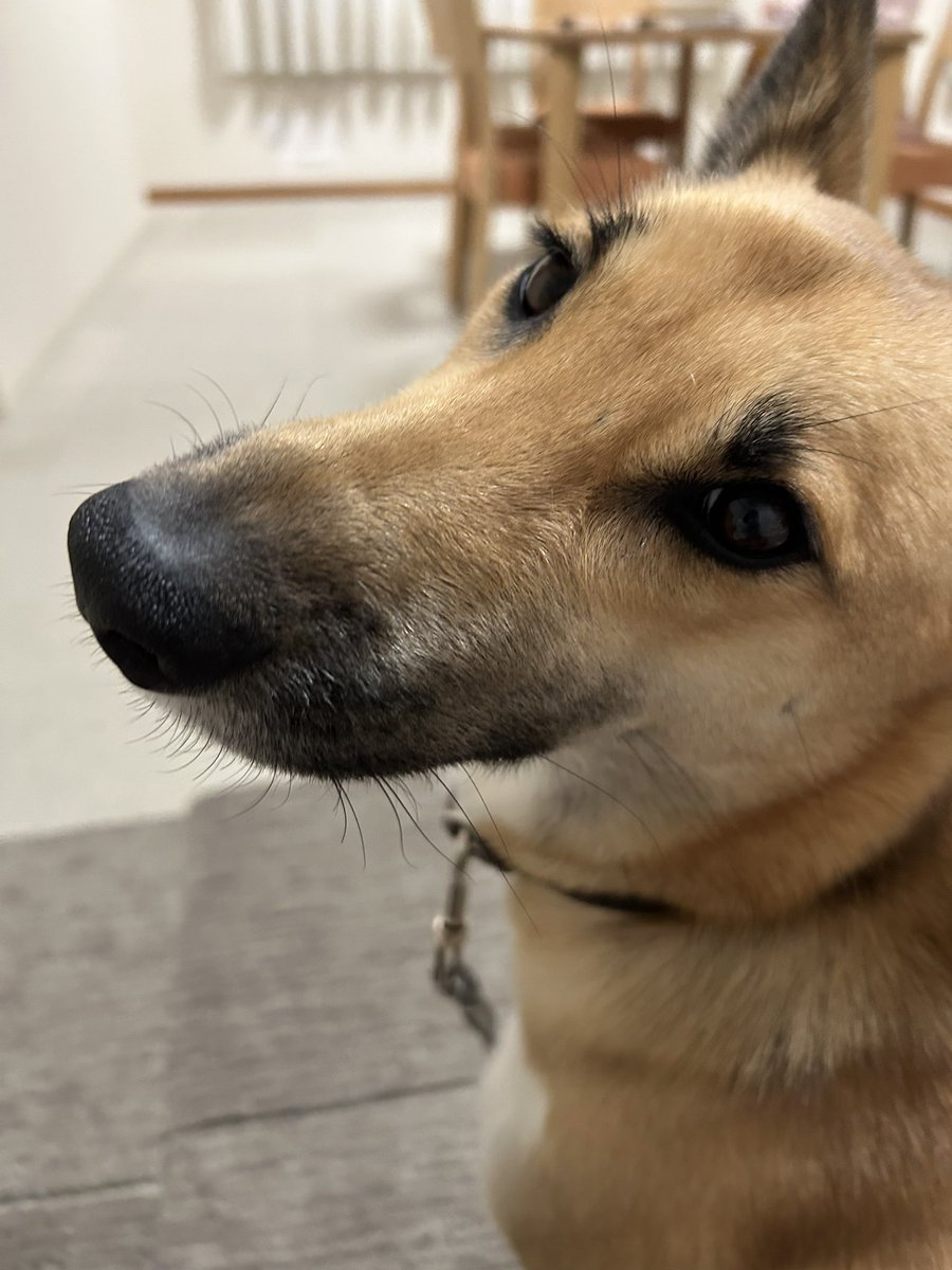 おはようございます🌿

我が家に保護犬が来て9ヶ月経ちました🐕

山で暮らす野良犬だったので最初は人を怖がっていたけど、今ではすっかり甘えん坊。
写真は「もっと撫でて」の顔です😊✨

今日もワンコ＆子どもたちがいる賑やかな週末になりそうです。
皆さまも良い1日をお過ごしください🍀