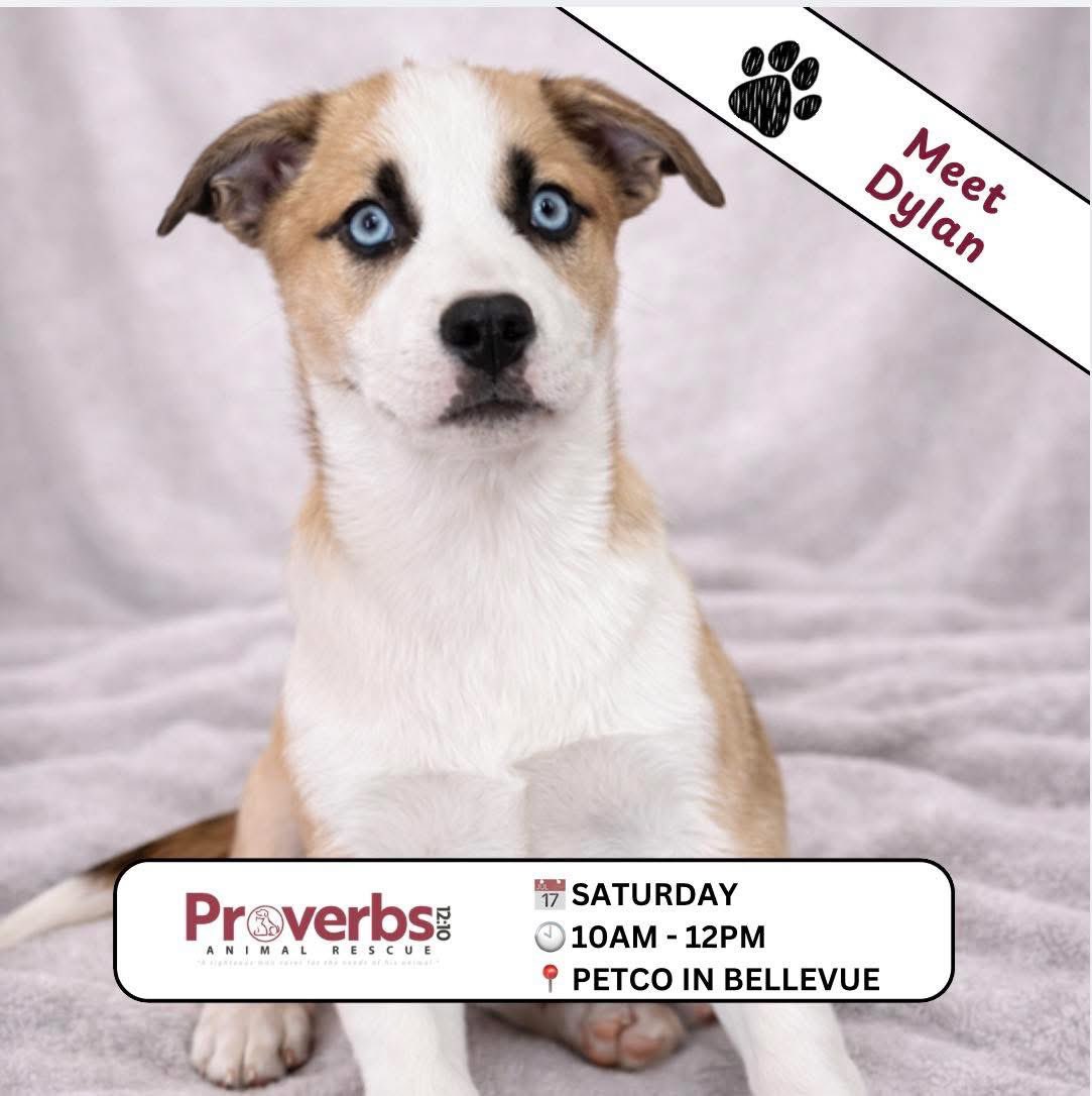 Proverbs 12:10 Animal Rescue tweet media