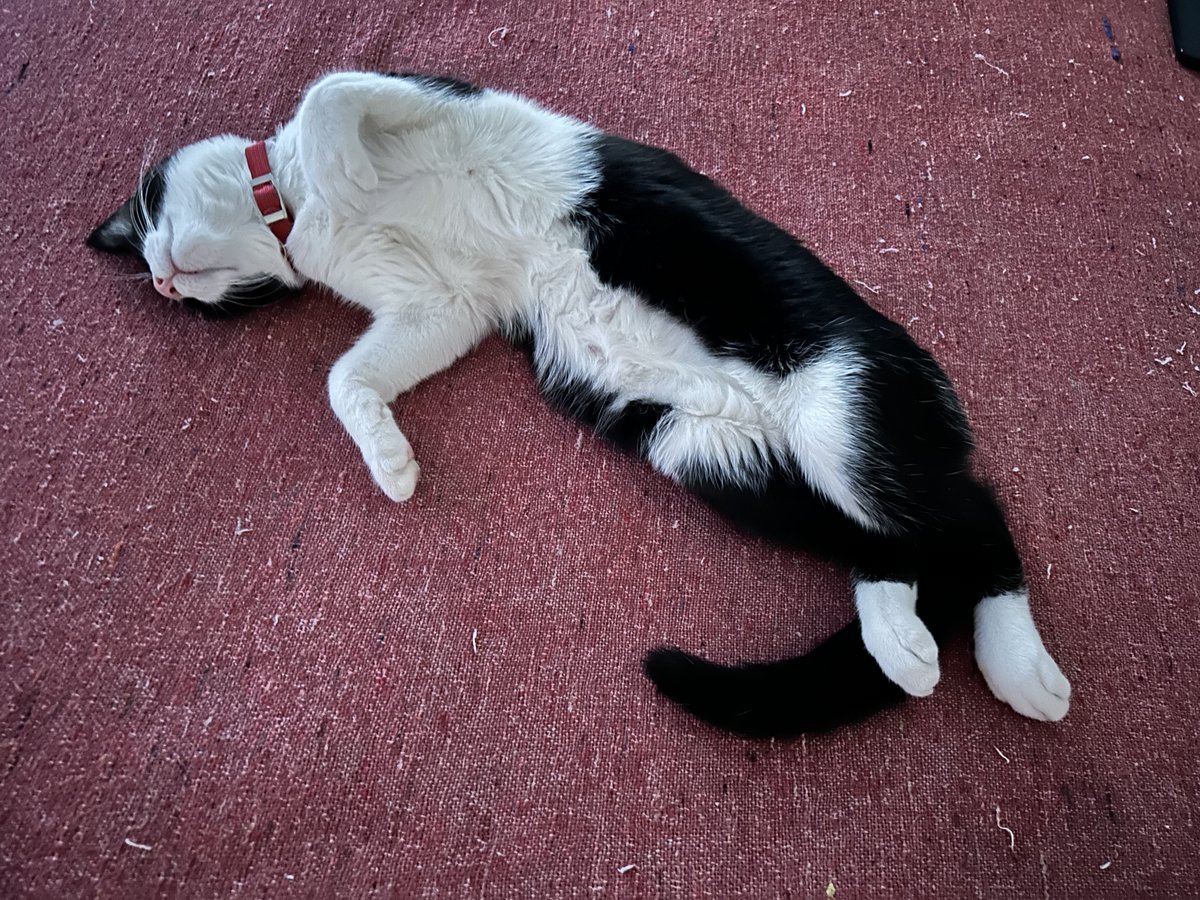 RedGinger tweet media