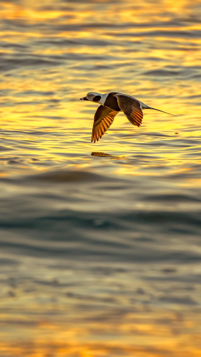 birds101 tweet media