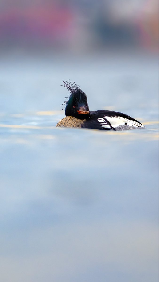 birds101 tweet media