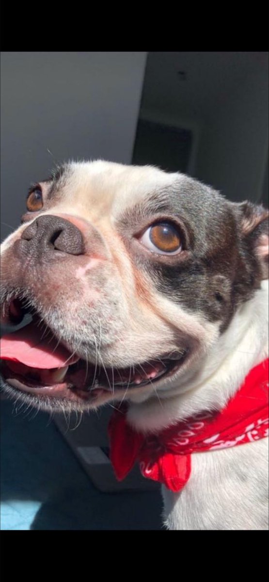 luzmarieg_'s tweet photo. BUSCO NOVIA ❤️🐾
Hola soy un Boston Terrier macho de 5  años, vacunado y con buenas condiciones, busco mi segunda vez con una perrita Boston Terrier hembra que pertenezca a una familia responsable. No venta o compra. Estamos en Panama📍Escríbeme si tienes una Boston Terrier ❤️🐾 https://t.co/0XQZhXJM7U