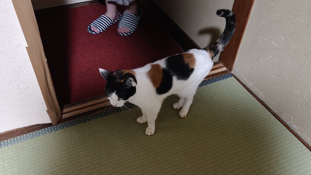 wetanddry0000sm's tweet image. 朝風呂の後で続々と仲居さん達が部屋にやってきた