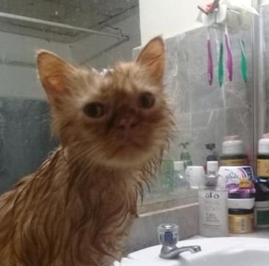 TaaSamayaaa's tweet image. 今週になった 👍