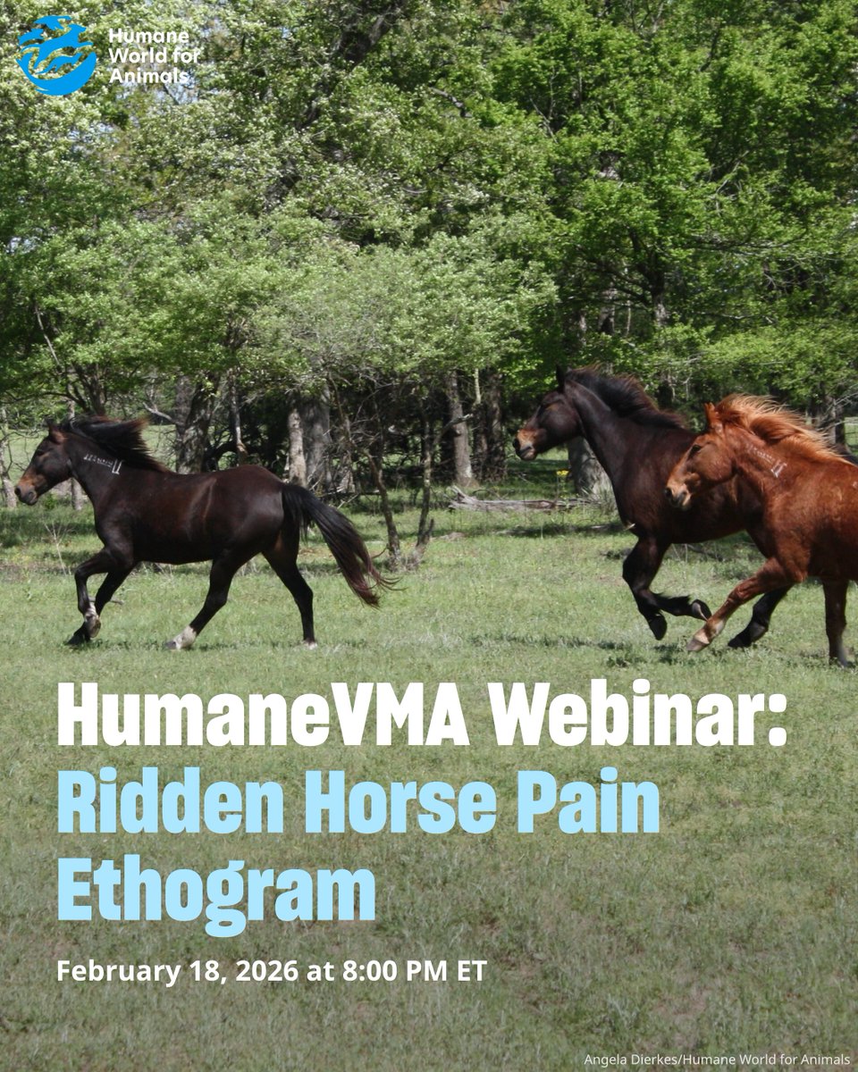 Veterinary professionals: Are your equine patients hiding pain? 🤔Join Dr. Sue Dyson to learn how to recognize hidden pain in HumaneVMA's upcoming CE webinar. 

📅 Feb 18, 2026 | 8 PM ET
🐎 1.5 RACE CE credits
🔗 Register: bit.ly/4admAyd

#HumaneVMA #VetCE