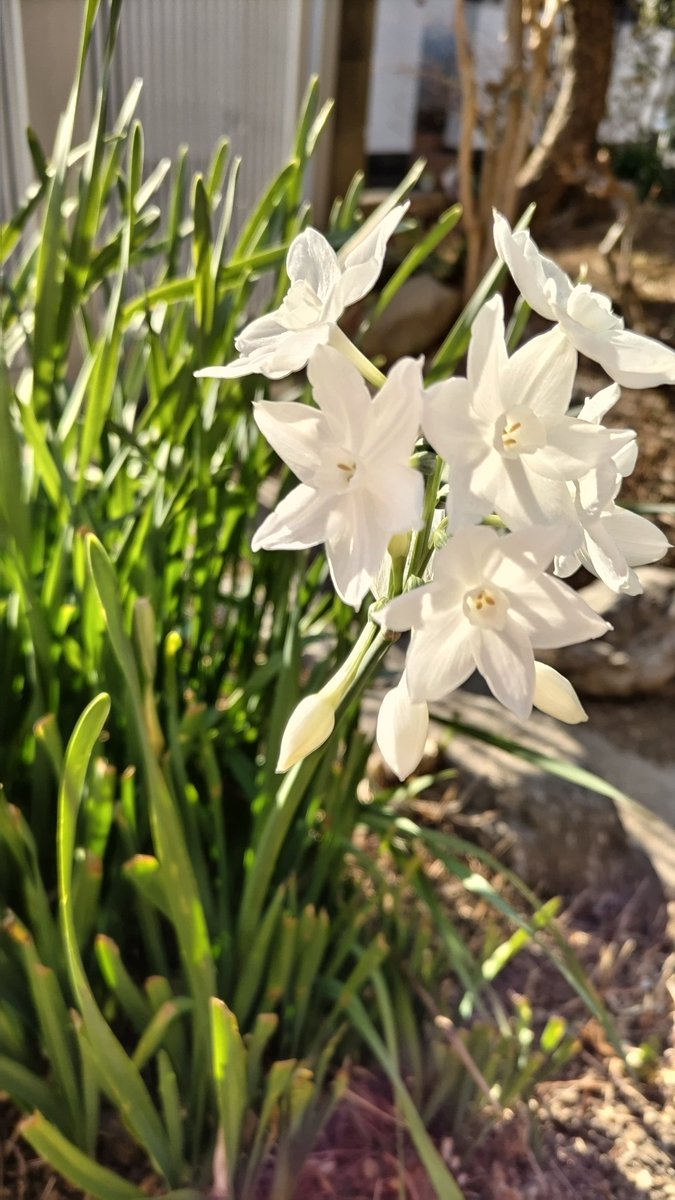 TLを花でいっぱいにしよう