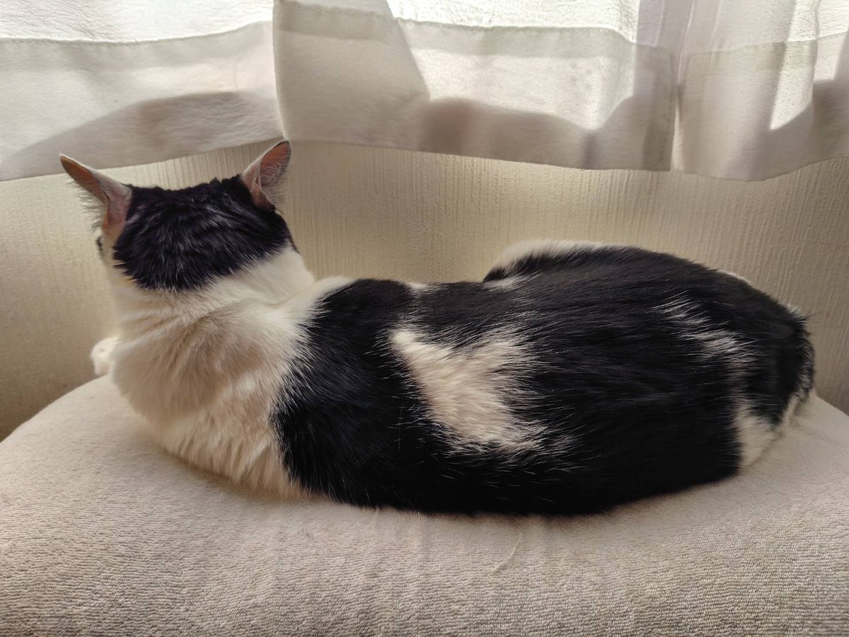 【猫が居る生活】 グンモニ #猫のいる暮らし