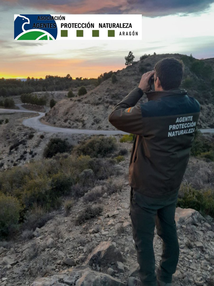 Durante todo el mes de Enero y esta primera semana de Febrero, los Agentes para la Protección de la Naturaleza de Aragón, hemos realizado el censo anual de Milano real (Milvus milvus).