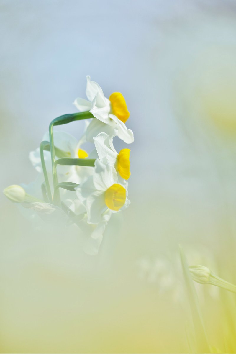 おはようございます
蜻蛉池公園の水仙