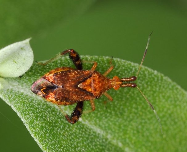Lilly Fritillary tweet media