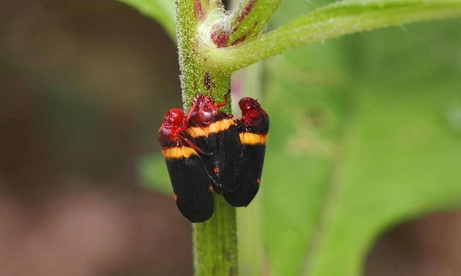 Lilly Fritillary tweet media