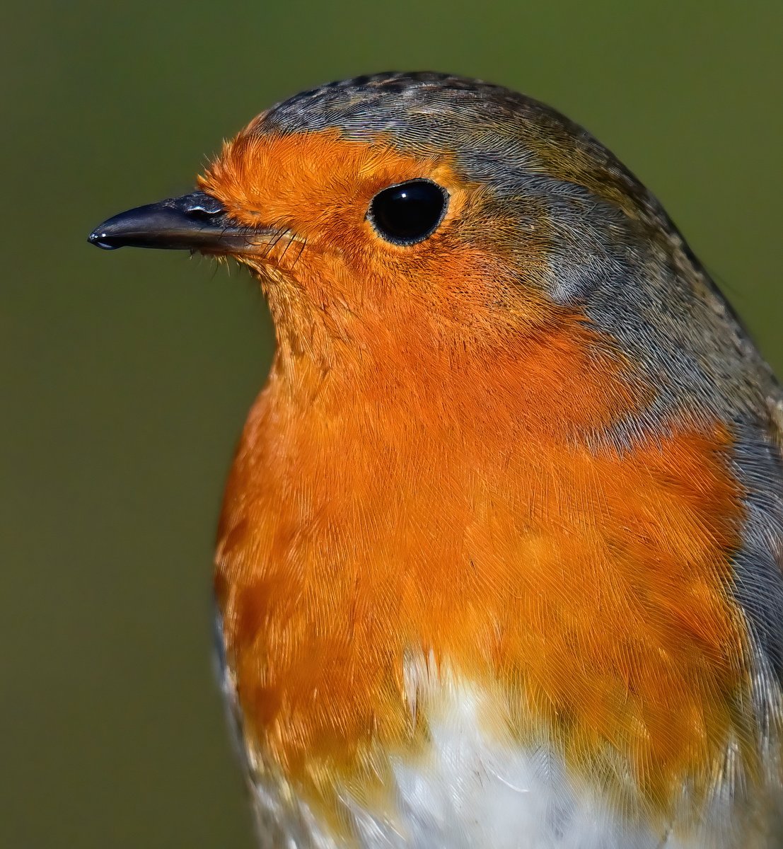 Carl Bovis tweet media