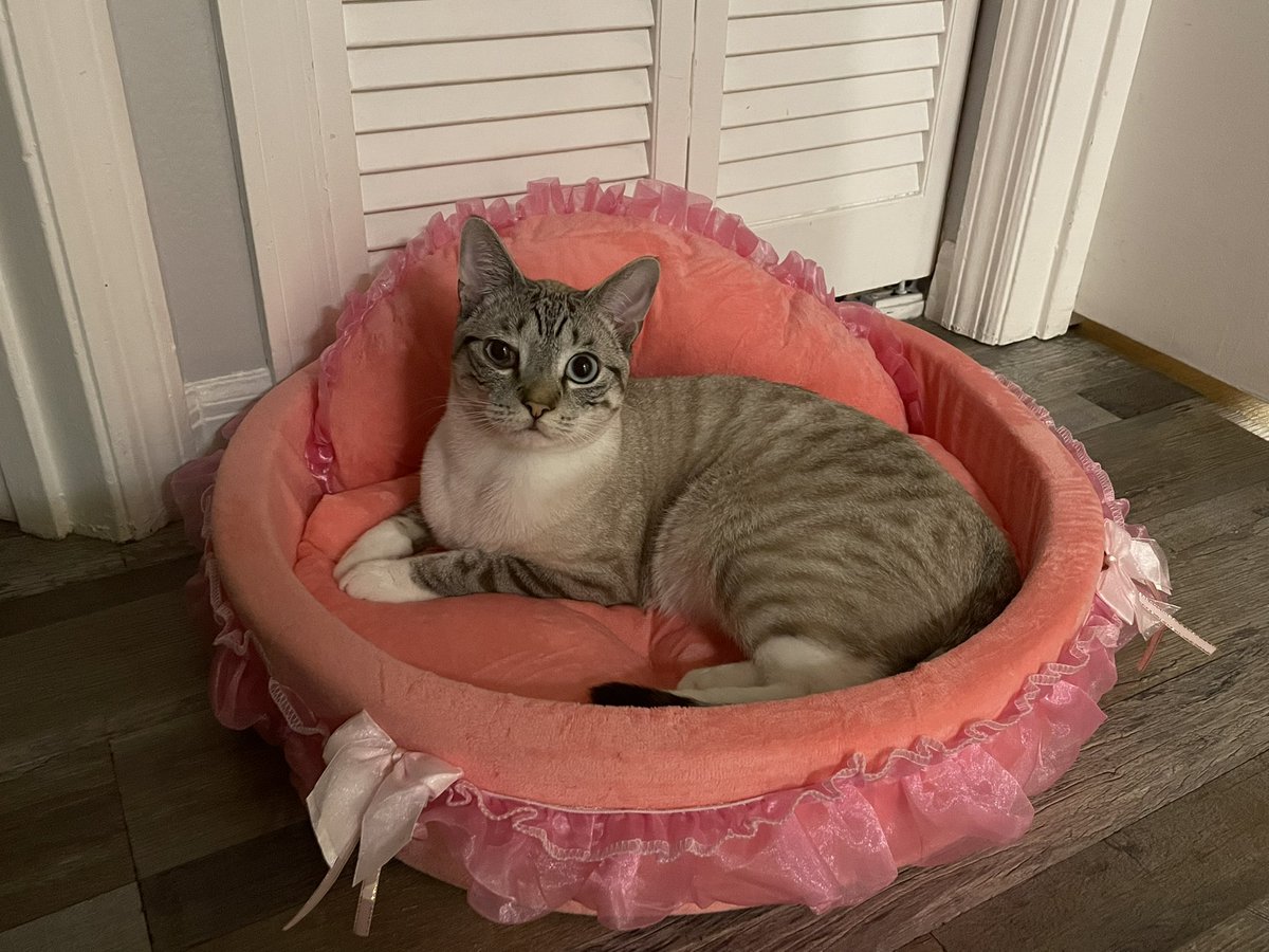 He a pretty princess. Purrrfet for a dream like me