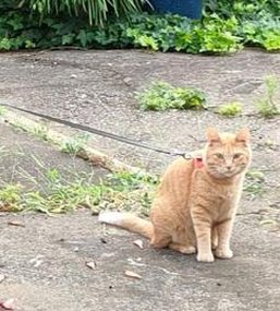 JavaCizeFitness's tweet image. 家はどこの？ 🏤