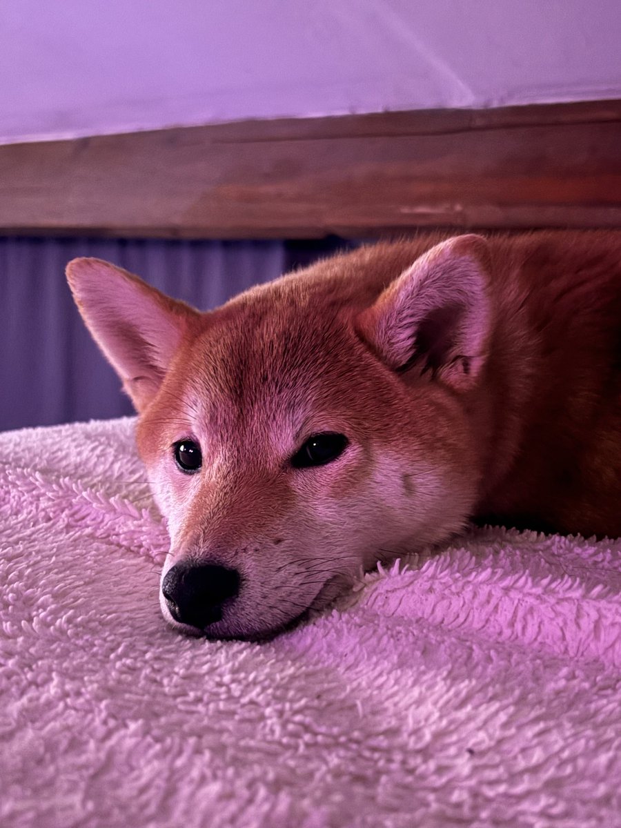 _enylem's tweet image. Selfi de/avec mon renard préféré, 🤎📸