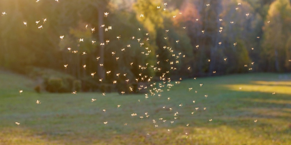 Carolina Turf Lawn and Landscape tweet media