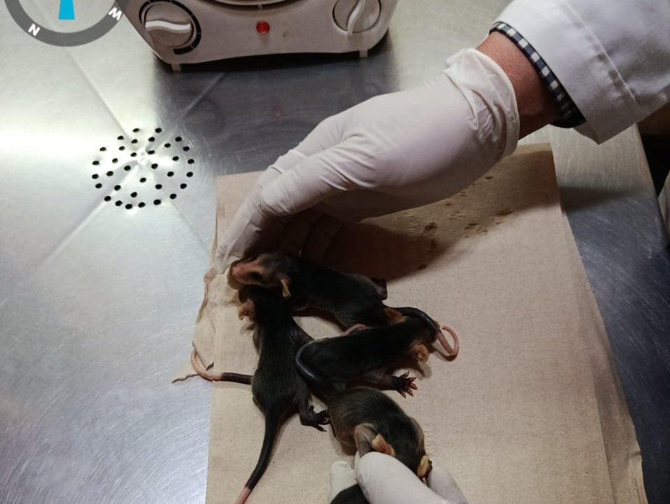 Dirección Zonal 1 MAE Imbabura - Carchi tweet media