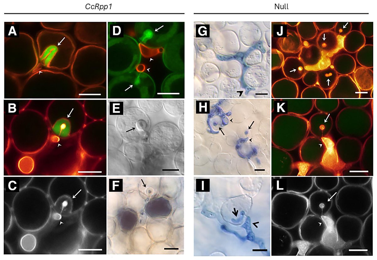Phytopathology® tweet media