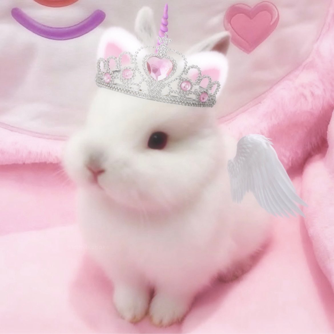 princess unicorn bunny kitten angel