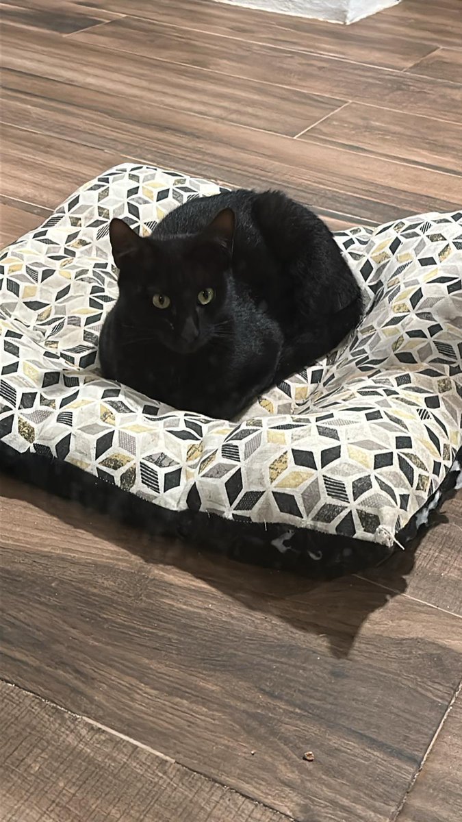 Os presentamos a Black  de solo 7 meses. Ha sido rescatado de una colonia descontrolada de Picassent, donde aún tiene algún hermanito al que esperamos poder ayudar también, siempre que nos echéis una manita.

Si te animas a adoptar, ponte en contacto por WhatsApp 635 12 78 55