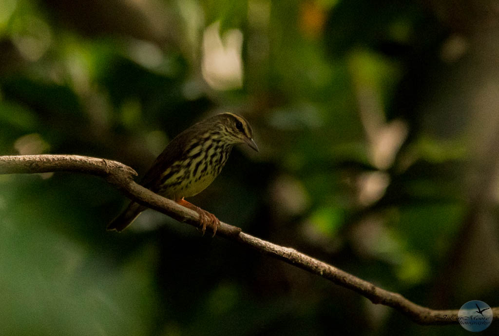 euthusiastic's tweet photo. Thursday at Graeme Hall Swamp. 14 species in 90 minutes—including Mangrove Yellow Warbler &amp; Northern Waterthrush. This landscape remains a vital refuge. Read more 👉 https://t.co/zzirTw985I 
#Barbados #BirdsofBarbados #Warblers #FallMigration #Conservation #birdsseenin2026 https://t.co/mcYaZk9L3o