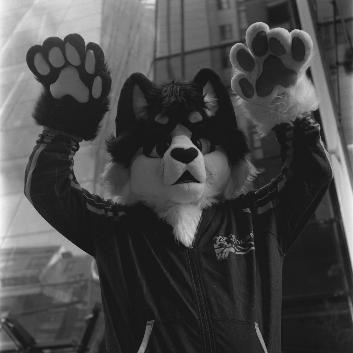 BOO I've done another #FursuitFriday shocking I know I didn't miss this one!! Uhh I'm now a red panda fear meee!!

📸 @/shutterfox on telegram