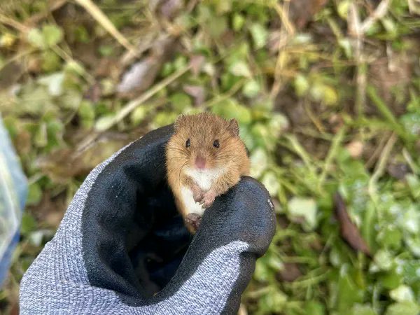 멧밭쥐 이녀석 너무 공손하네요
햄스터어린이들이 본받아야겠습니다