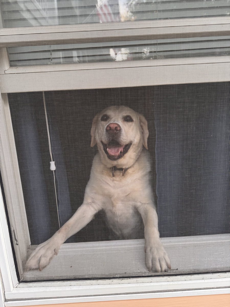 MaryDollinger6's tweet photo. @Bruadarach_labs My Labrador, Mercy. He’s a happy boy! https://t.co/kUsLmcYsxG