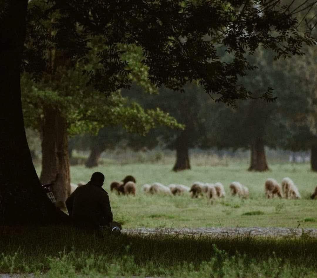 قَالَ رَسُولُ اللَّهِ ﷺ: ما لي وما للدُّنيا ، ما أنا في الدُّنيا إلَّا كراكبٍ استَظلَّ تحتَ شجرةٍ ثمَّ راحَ وترَكَها.
