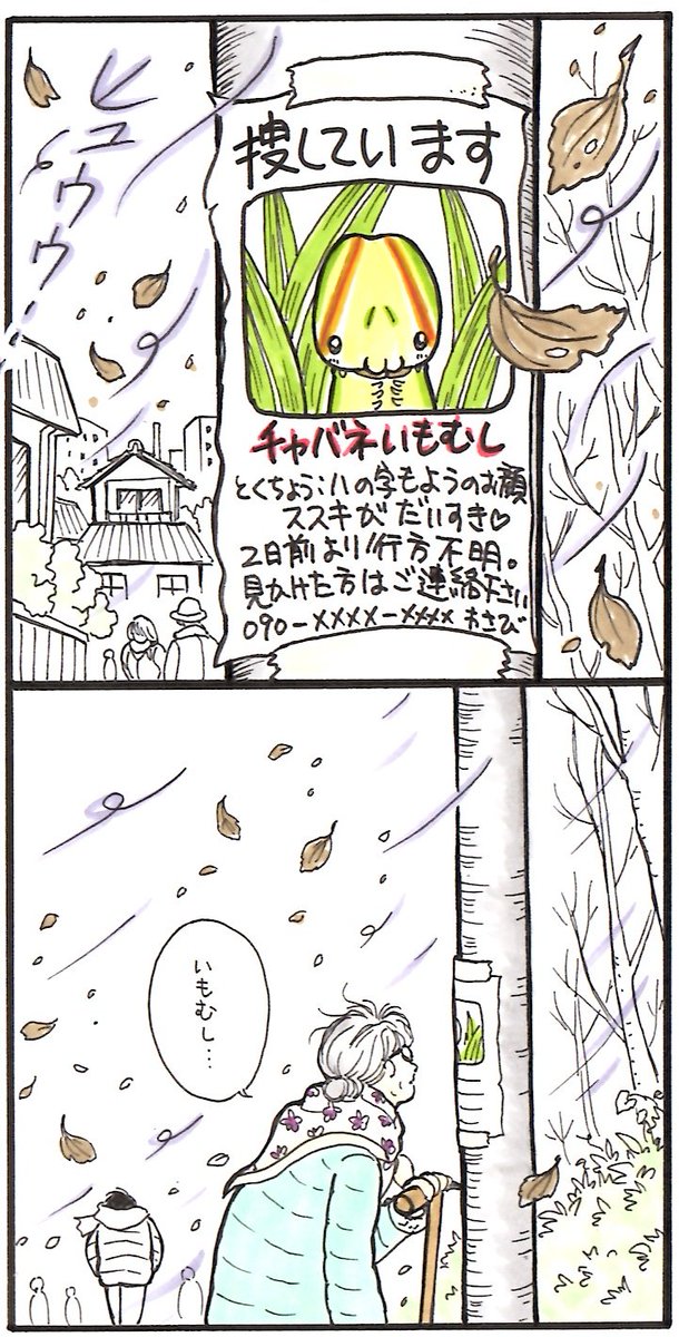 そう言えば。毎冬、いつも越冬セセリいもちゃんはだれか行方不明になるんですよね。。😢ちゃんとお世話してるつもりなのですが、越冬のコたちは3日おきくらいしかチェックしていないので😢ごめん。。
早く出てきて〜！
#チャバネセセリ