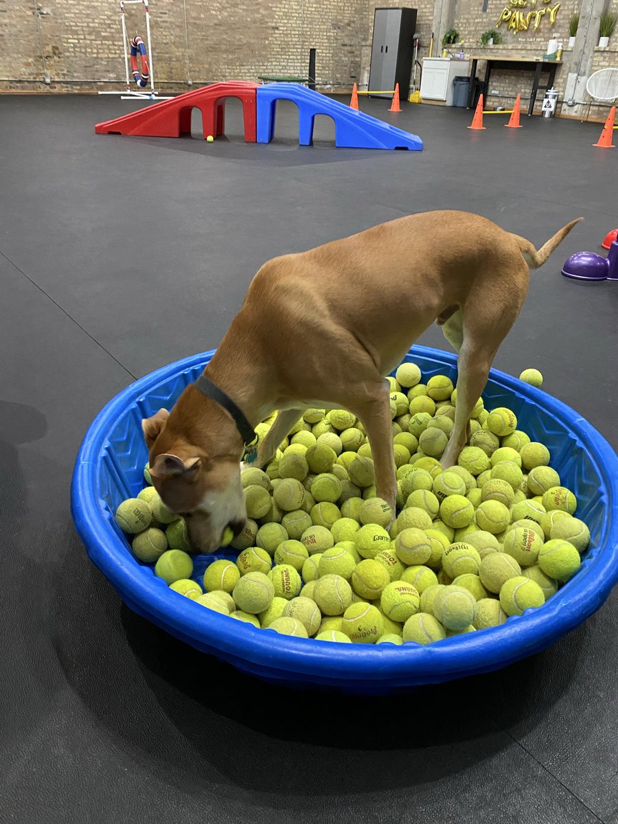 Chubbydogs tweet media