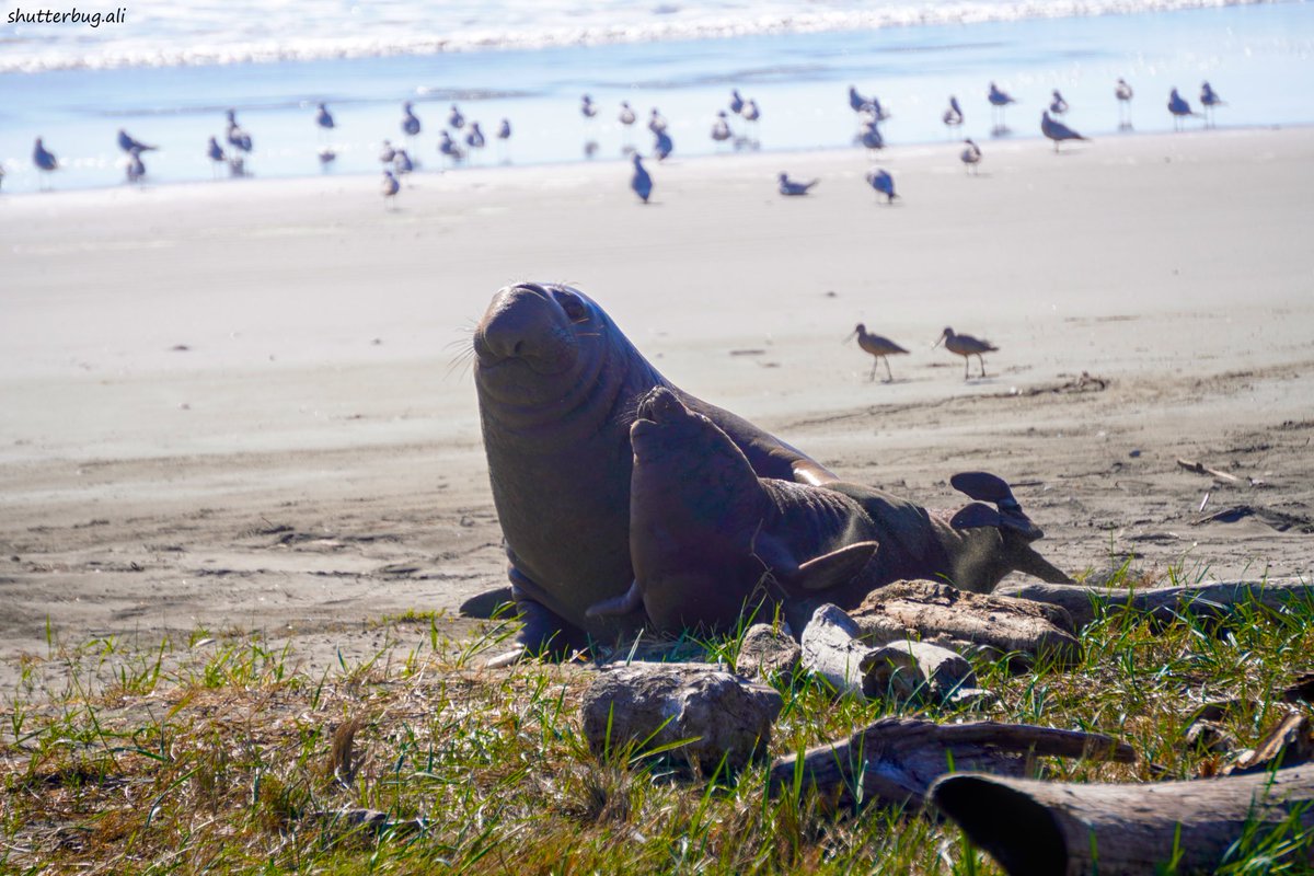 shutterbug_ali's tweet photo. elephant seal bull and cow 🦭 males can weigh 10 times more than the females!! #photography https://t.co/kZ8LAWrc6X