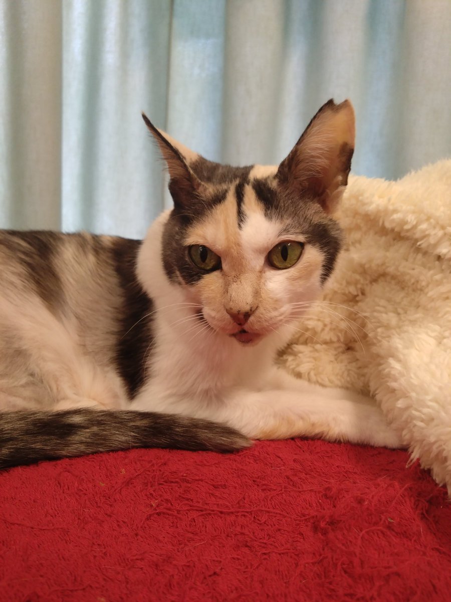 ミケちゃん (@ojm52811) / Highlights / X