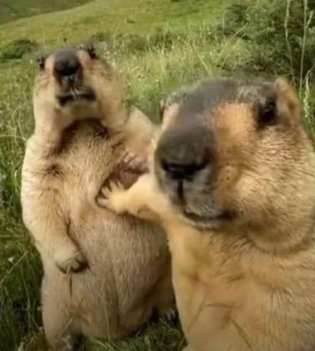 CruzSharp's tweet image. 暑い川 🐢