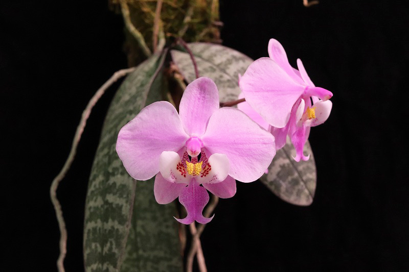 NK】 (@nknk81191345) / Posts / X