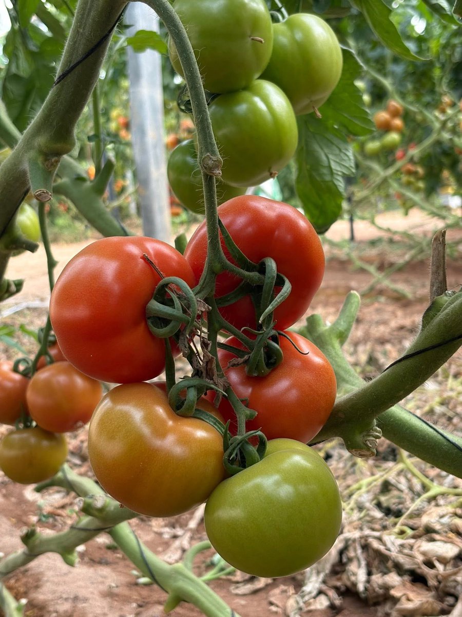 musse408's tweet photo. Did you know? 🍅🇸🇴
This produce was once imported from abroad.
Today, it’s proudly grown and supplied locally by young Somali entrepreneurs.

They are now the leading suppliers to the capital’s markets, malls, embassies, and the wider Somali community.

🌱 Local production
💪 Youth-led investment
🇸🇴 Supporting Somalia’s self-reliance

#MadeInSomalia #LocalProduce #YouthInAgribusiness #FoodSecurity