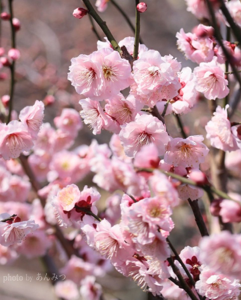 春の便りꕤ𓈒𓂂◌
                            #photography