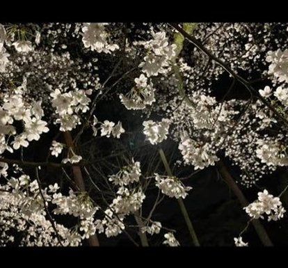 pstricky's tweet image. 足は易しいです 🍍