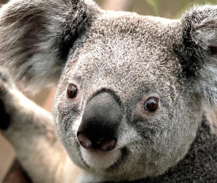 RonaldLPence's tweet image. いくつの食べ物かな？ 👨‍✈️