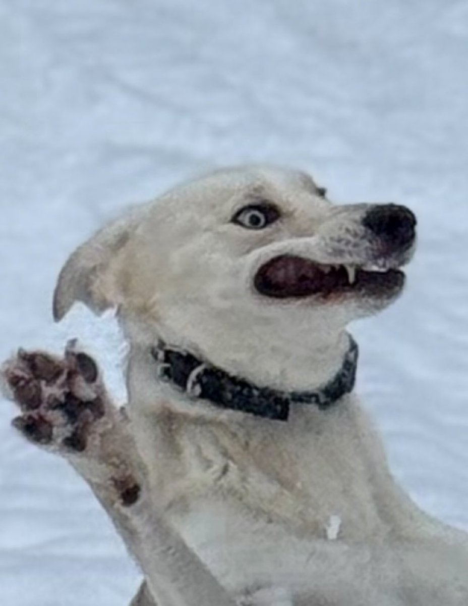 Puppies 🐶 tweet media