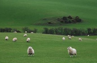 Petahendrix's tweet image. 目は冷たいです 🦓