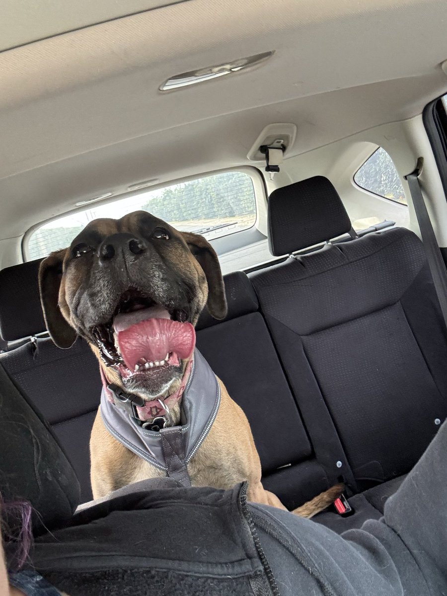 So tell me how my dog accidentally did a cut?? Last time we took her to the vet she was getting a little round so we cut back on treats this time she weighs around the same but she’s so lean and muscular GIRL DID YOU DO A BULK AND CUT??