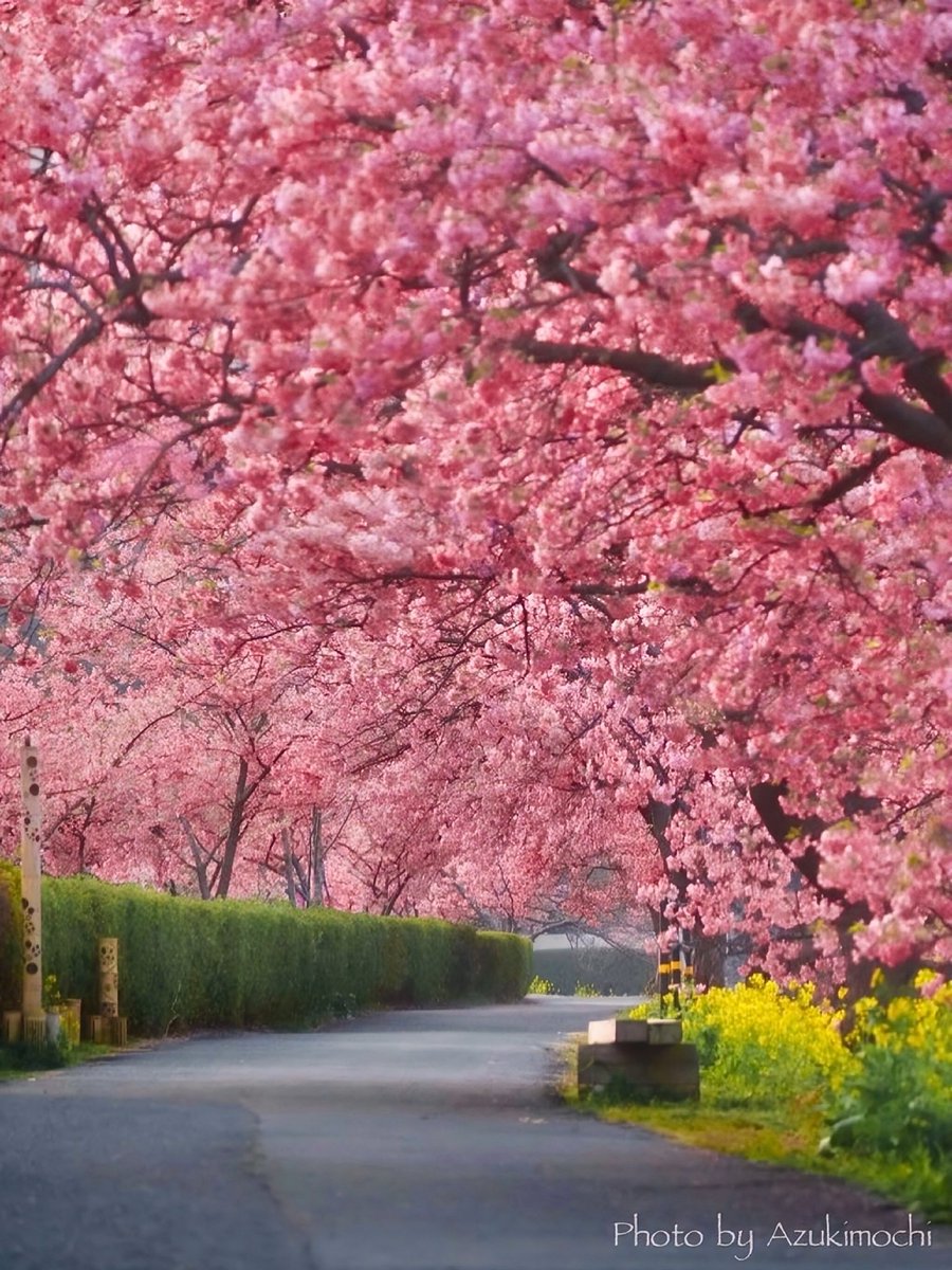 もうすぐ見頃を迎える下賀茂温泉の河津桜が素敵なので見てください🌸*:･ﾟ
