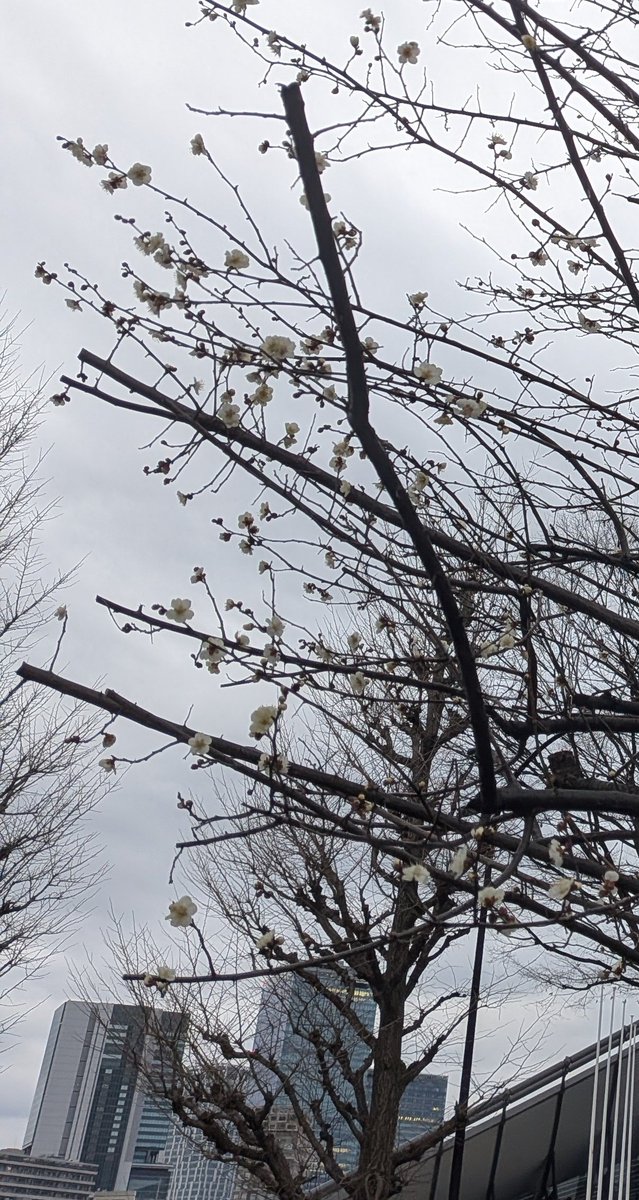 soundhobby's tweet photo. おはようございます。
今日の夜から雪予報の関東ですが、温かな朝です。
代々木公園脇の道路では梅が咲いてます。
何だか変な気候ですね。
仕事してきます。 https://t.co/R3Ddi9ltGd