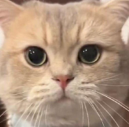 Prof_Epsilon's tweet image. 地球が浅い 🐵