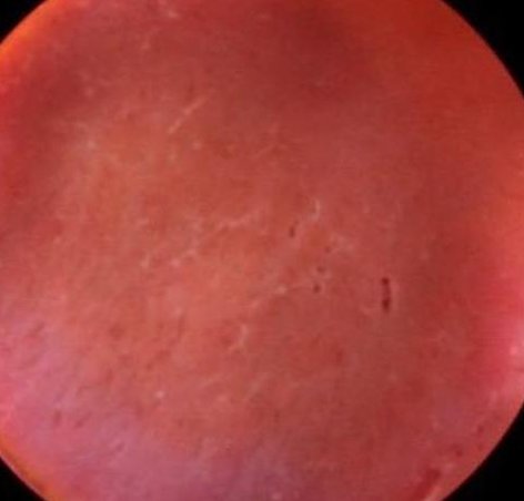 ProMaldo's tweet image. 嬉しい花 🐧